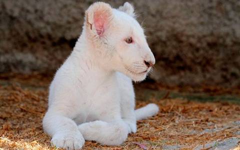 tlaxcala leon blanco1-