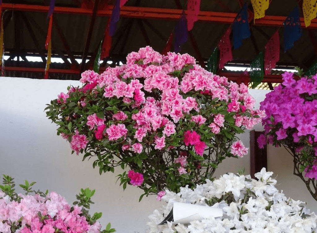 feria de Huauchinango 