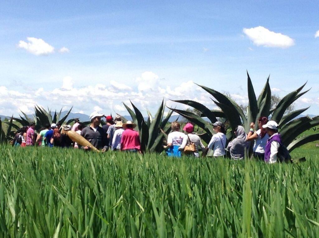 Luciérnagas en Tlaxcala