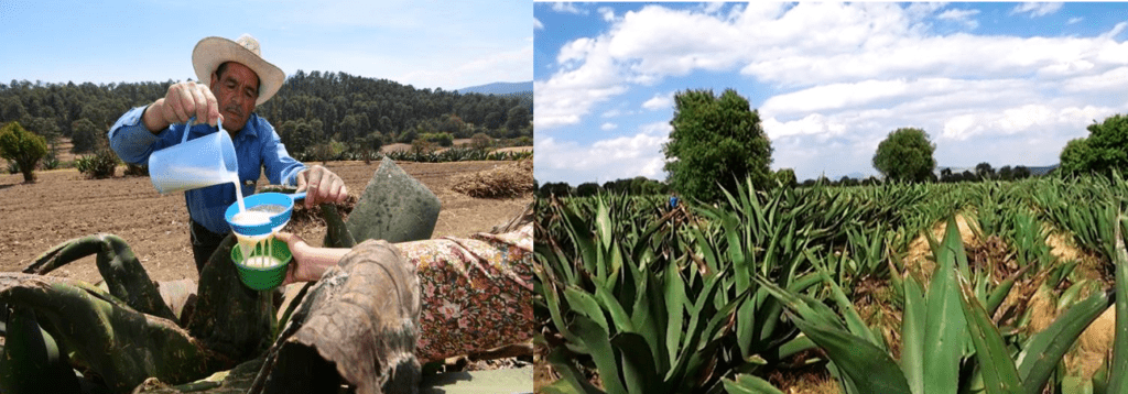 El Pulque de Nanacamilpa: Tradición y Sabor Ancestral 4 pulque de Nanacamilpa