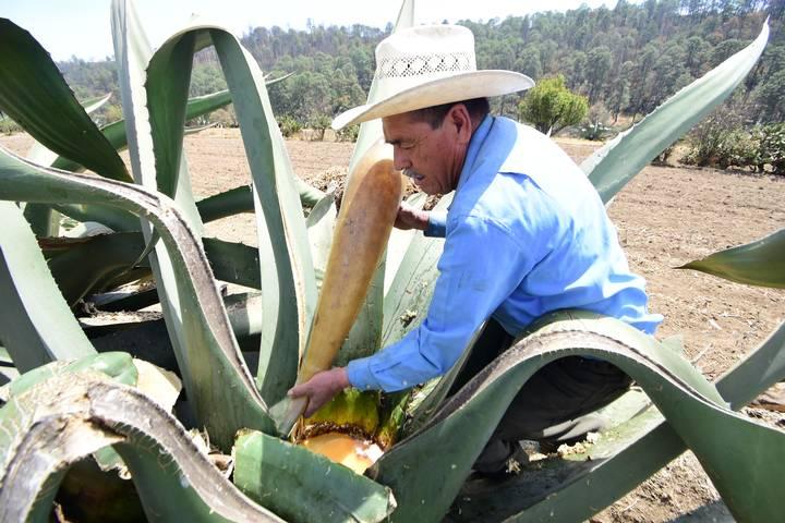 El Pulque de Nanacamilpa: Tradición y Sabor Ancestral 3 Tepuente la ruta del pulque para conocer el elixir de los dioses 3-